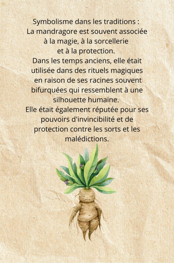 Le pouvoir magique des plantes: petit lexique de la magie des plantes Partie 2 – Image 4